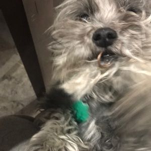 Meet your Posher, Adela